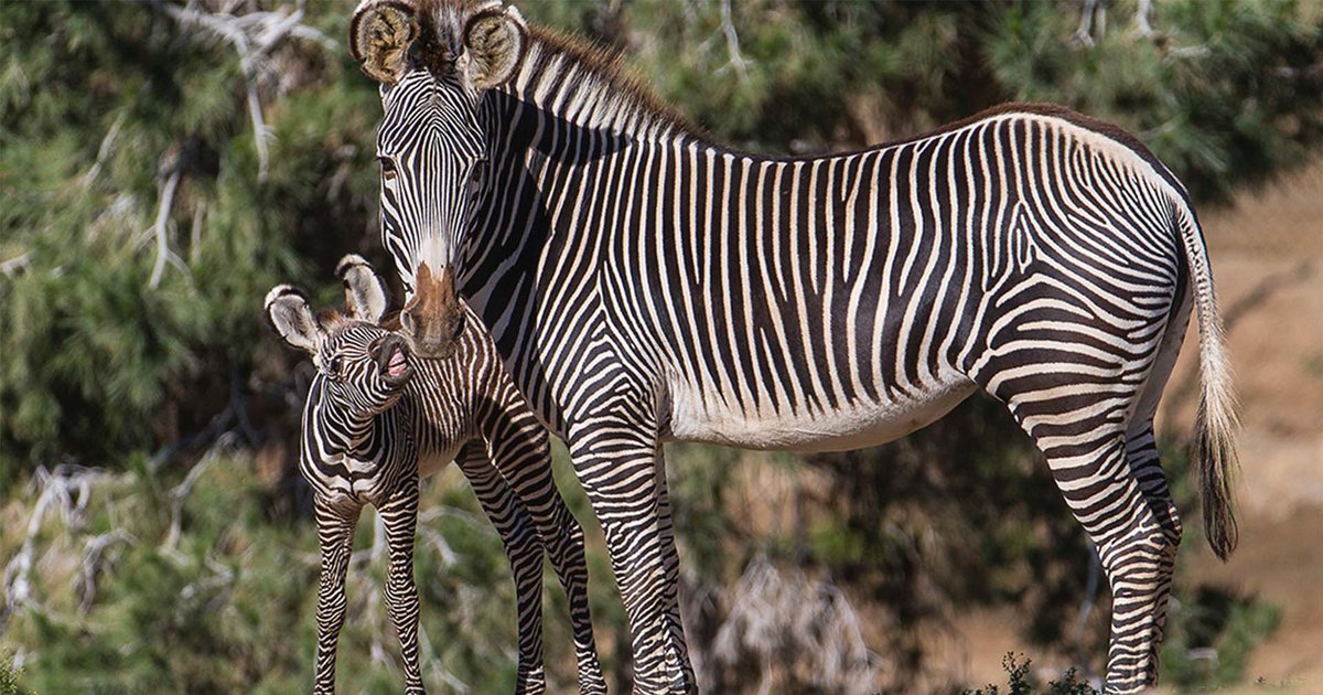 'Zebra' Animal Species Quiz