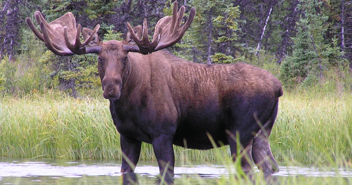 One-Syllable Animals A-Z Quiz