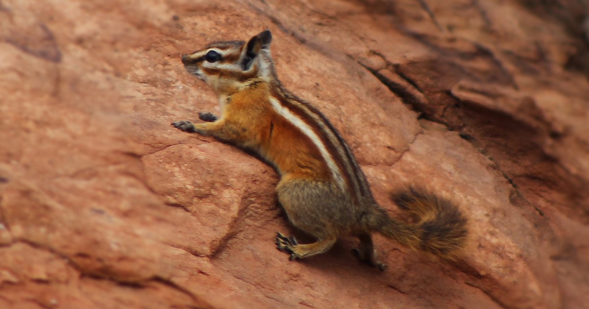 Mammals of North America II Quiz