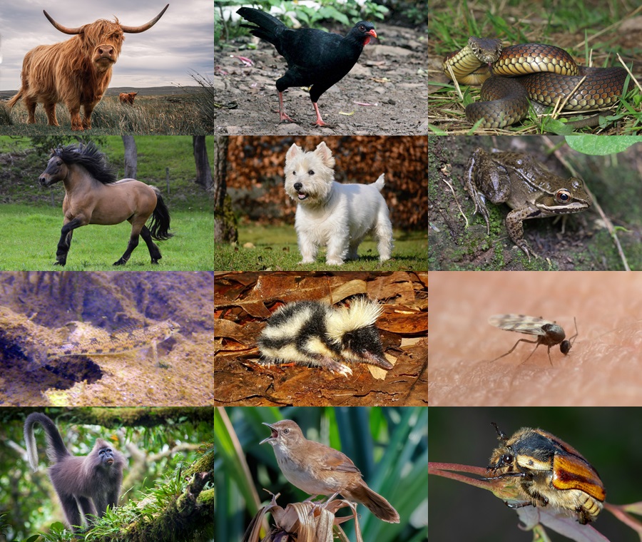 Find the Highland Animals Quiz - By alvir28