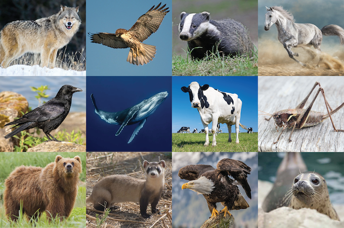 Definitions from Animal Images Quiz - By blairjaxon