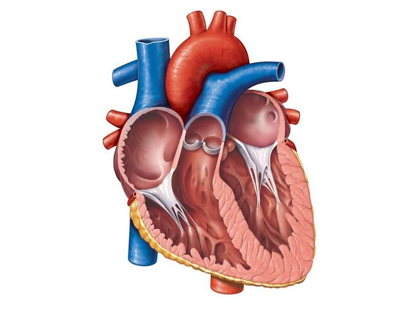 Anatomy of the Heart Quiz