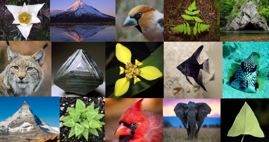 Triangle In Nature Examples Triangle Shapes in Nature Quiz
