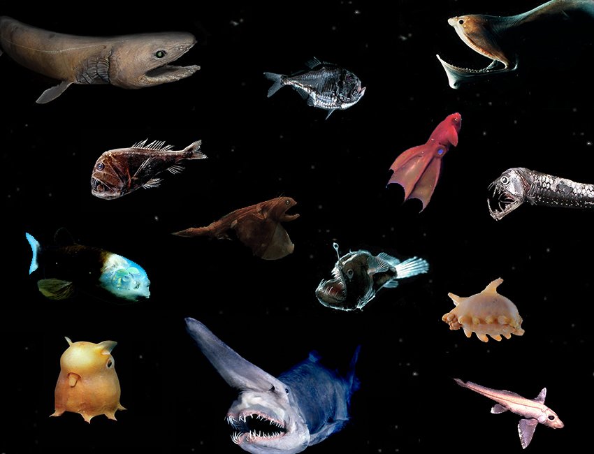 Deep Sea Creature Click Quiz