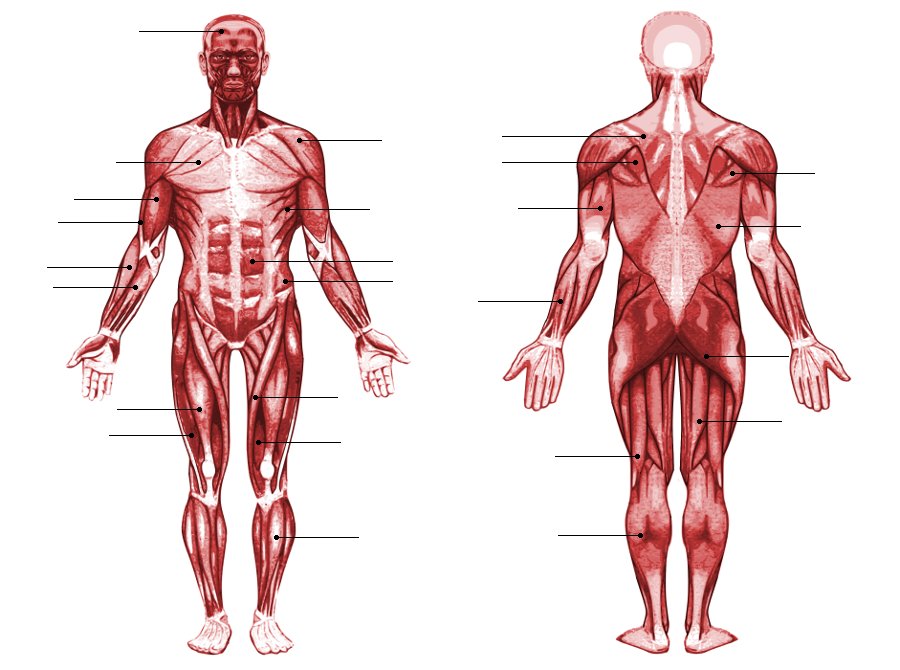Estribillo Mercado Dominante Human Body Muscles Labeled Descodificar 