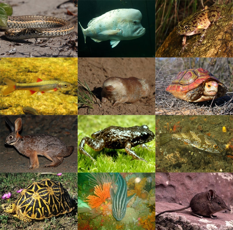 Endemic Animals: South Africa Quiz - By Slinenfest