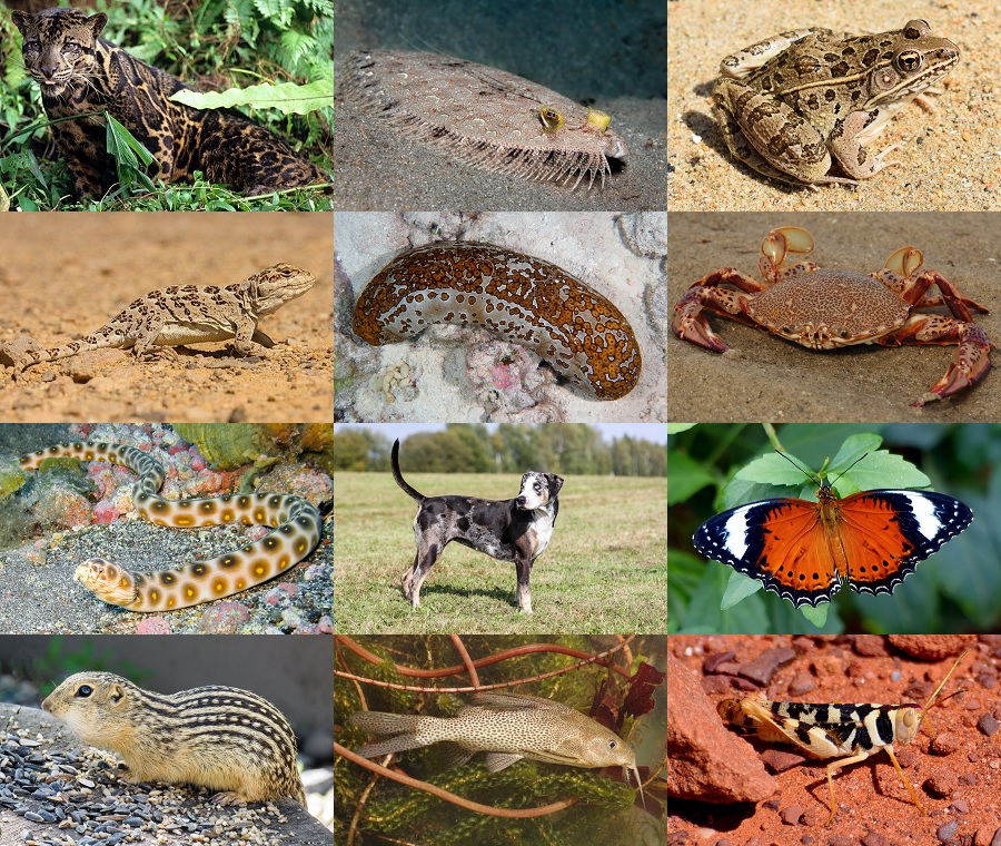Find the Leopard Animals III Quiz - By alvir28