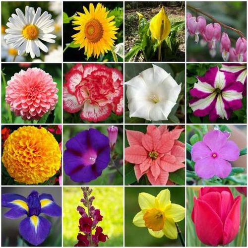 Can you Identify these flowers? Quiz By Alyssa1992