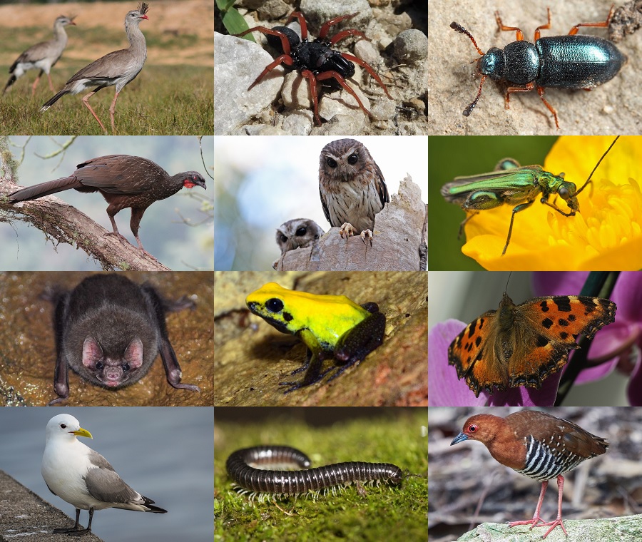 Find the Leg Animals II Quiz - By alvir28