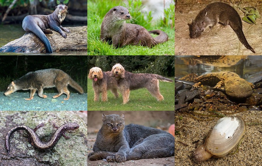 Find the Otter Animals Quiz - By alvir28