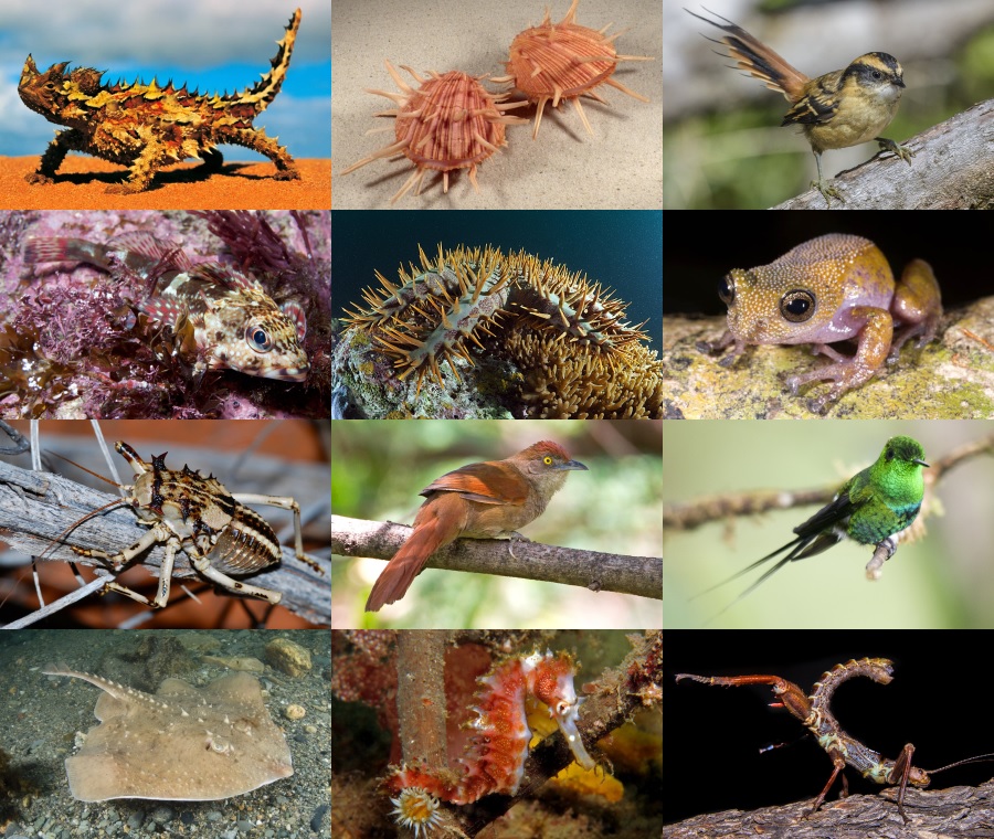Find the Thorn Animals Quiz - By alvir28