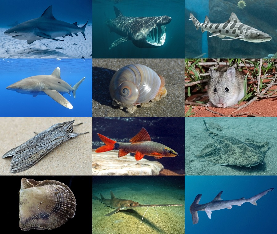 Find the Shark Animals II Quiz - By alvir28