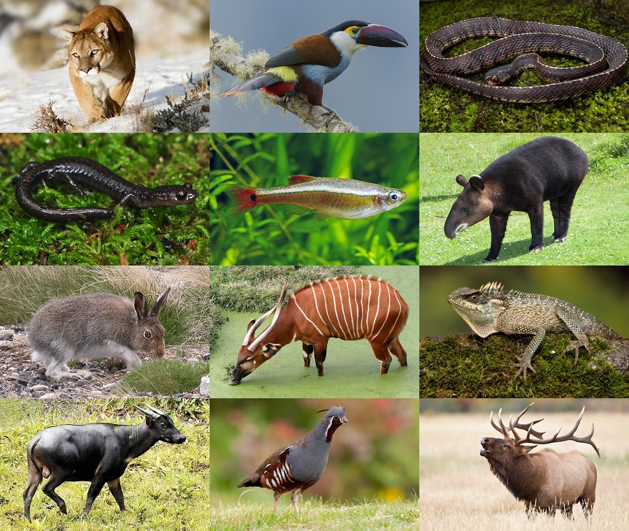 Find the Mountain Animals II Quiz - By alvir28