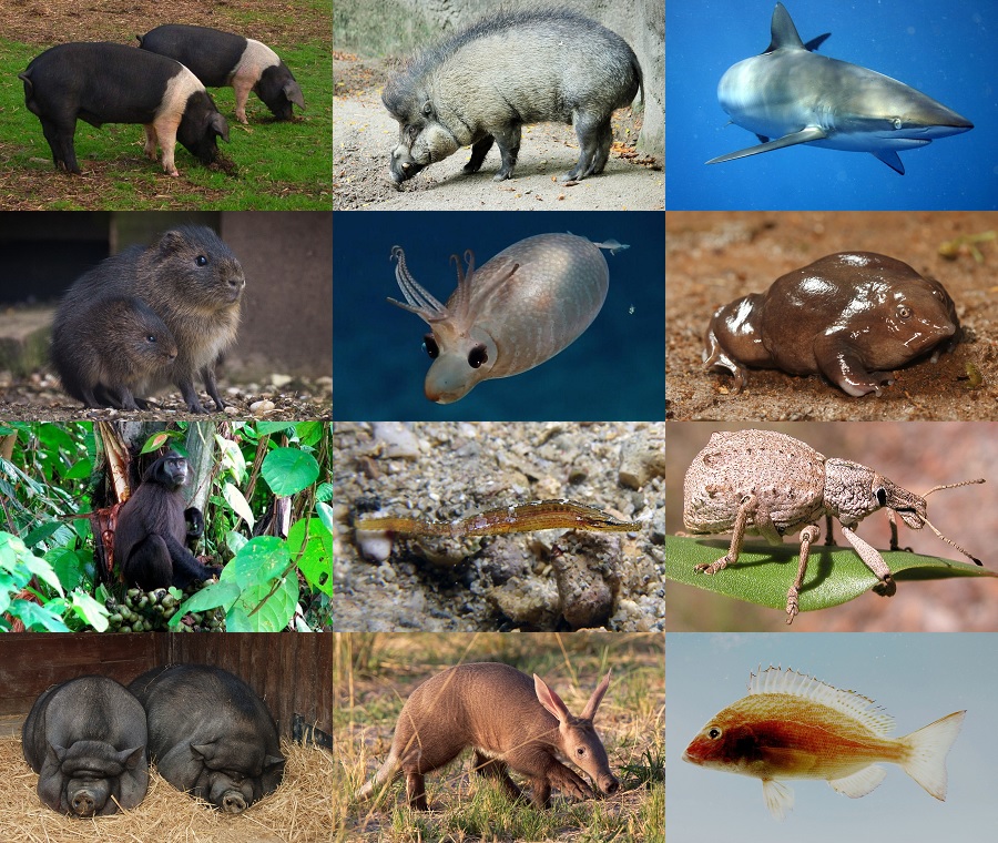 Find the Pig Animals II Quiz - By alvir28