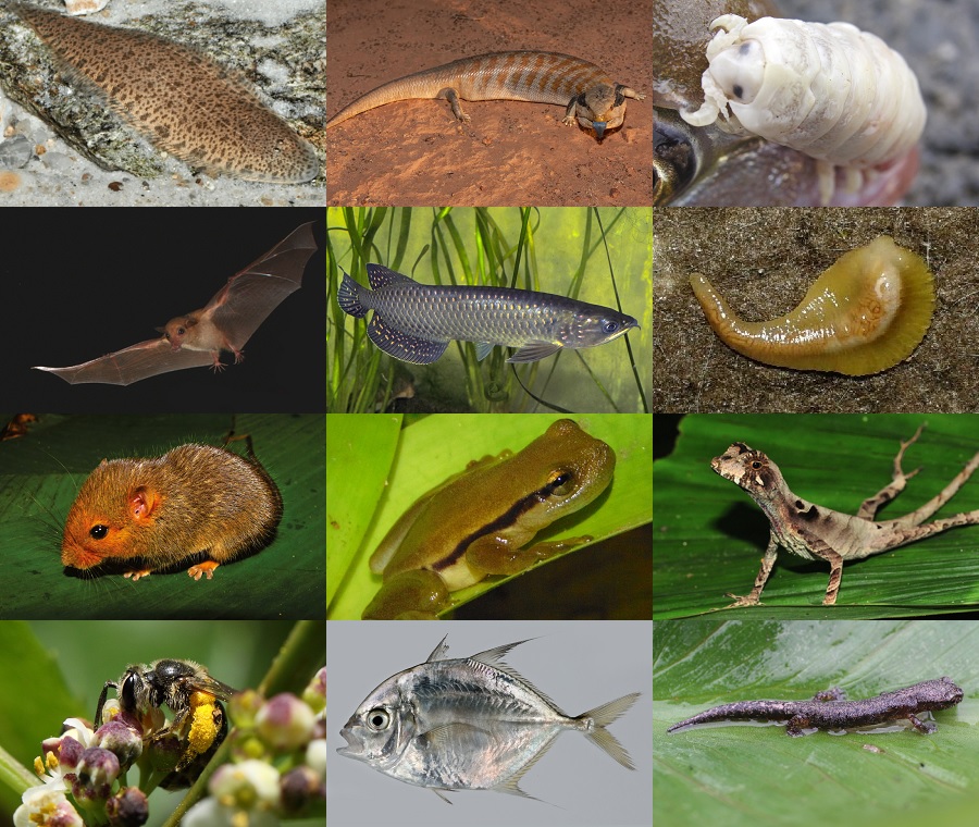 Find the Tongue Animals Quiz - By alvir28