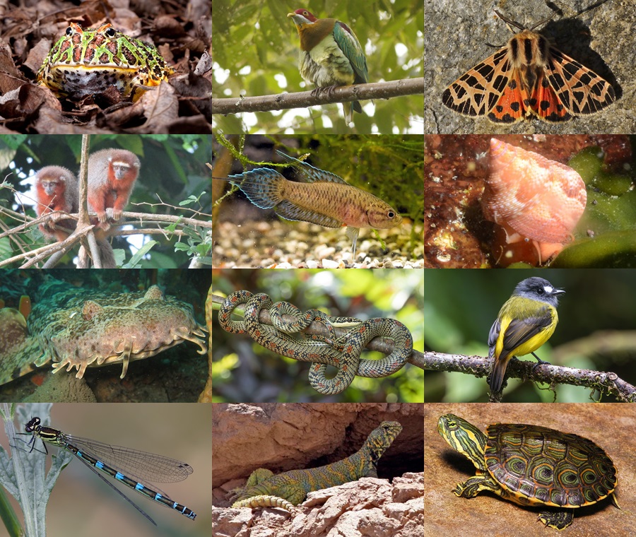 Find the Ornate Animals II Quiz - By alvir28