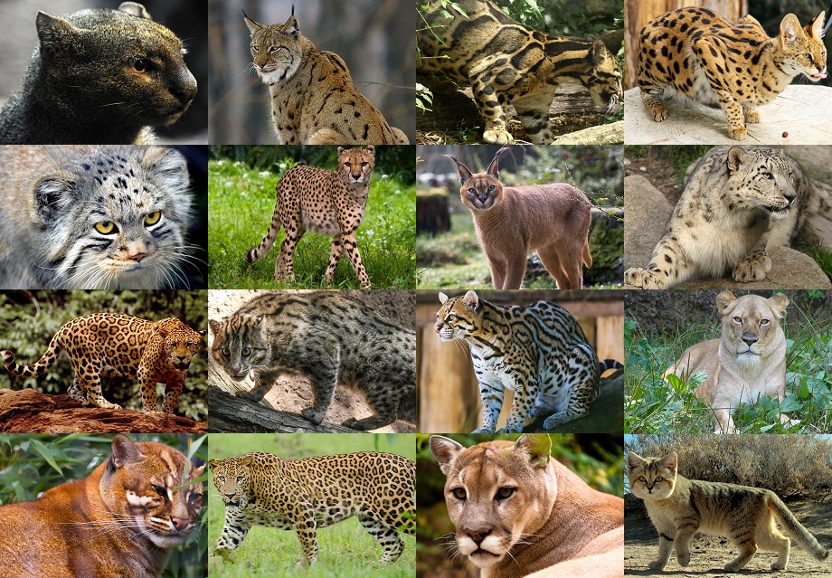 Find a Felid Quiz By Scuadrado