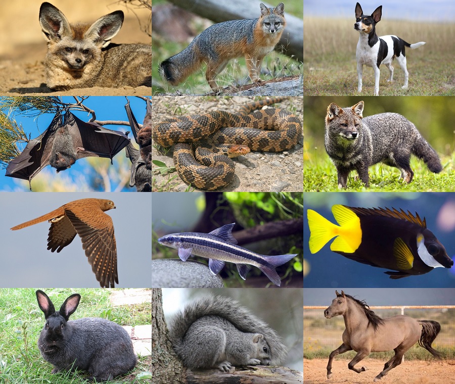Find the Fox Animals II Quiz - By alvir28
