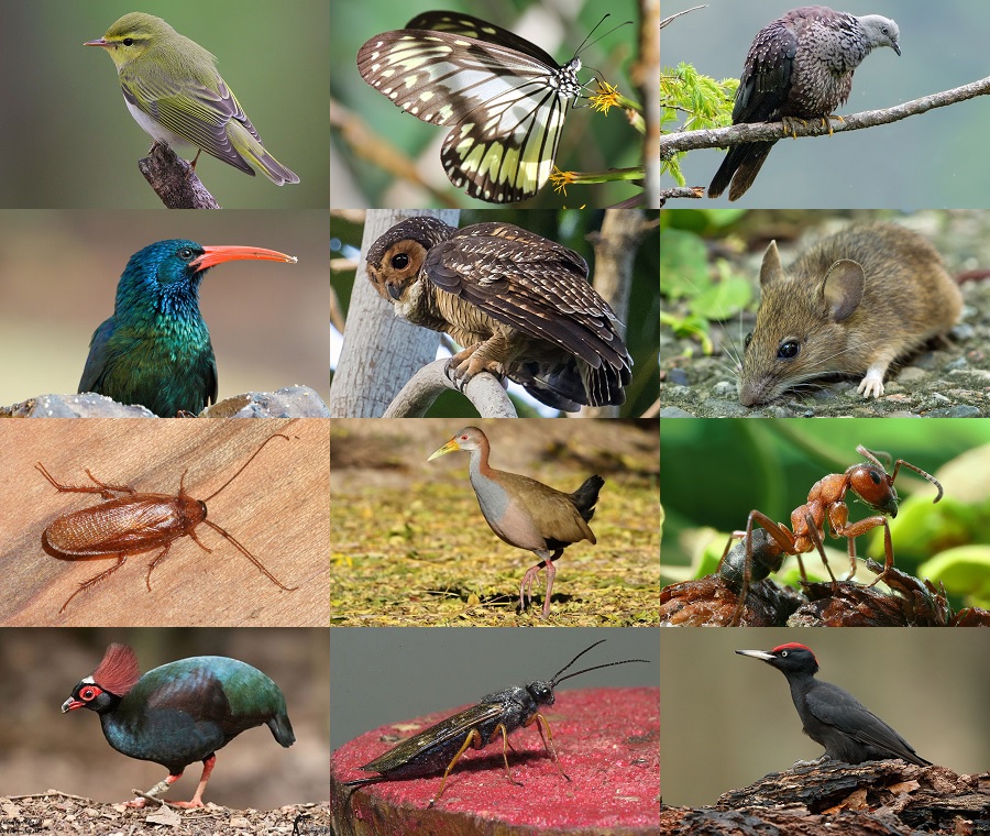Find the Wood Animals II Quiz - By alvir28
