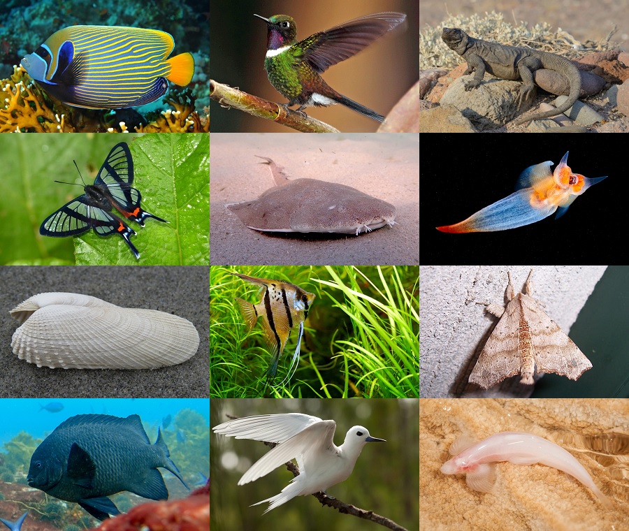 Find the Angel Animals Quiz - By alvir28