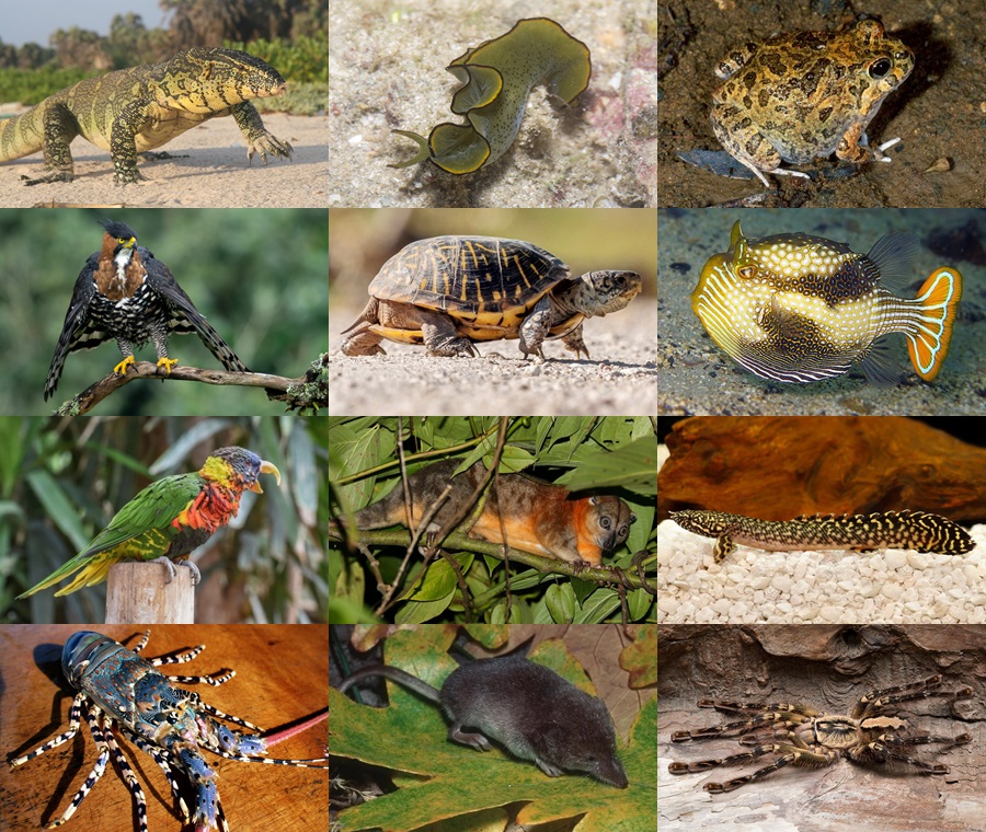 Find the Ornate Animals Quiz - By alvir28