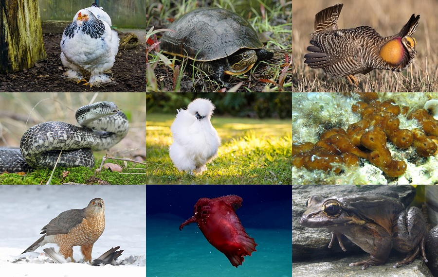 Find the Chicken Animals Quiz - By alvir28