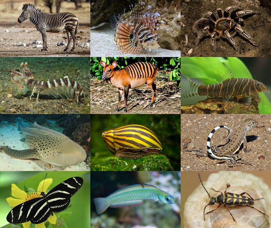 Find the Zebra Animals II Quiz - By alvir28