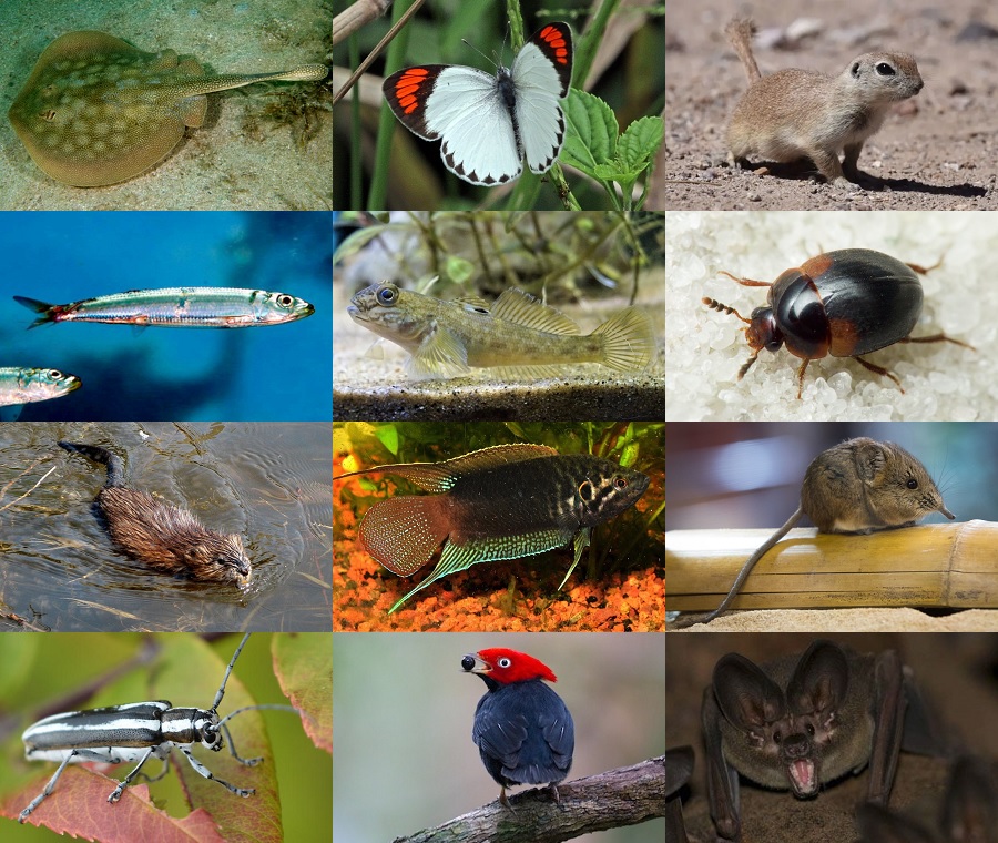 Find the Round Animals Quiz - By alvir28