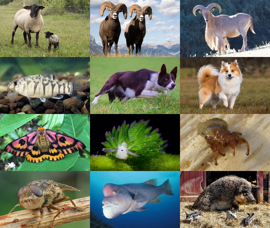Find the Sheep Animals II Quiz - By alvir28