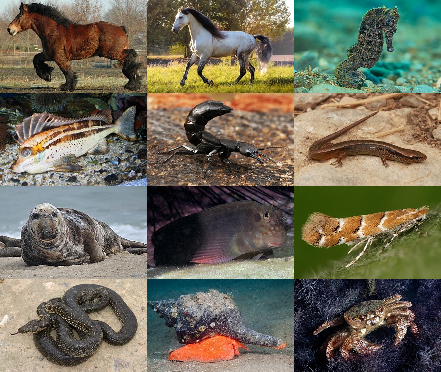 Find the Horse Animals II Quiz - By alvir28