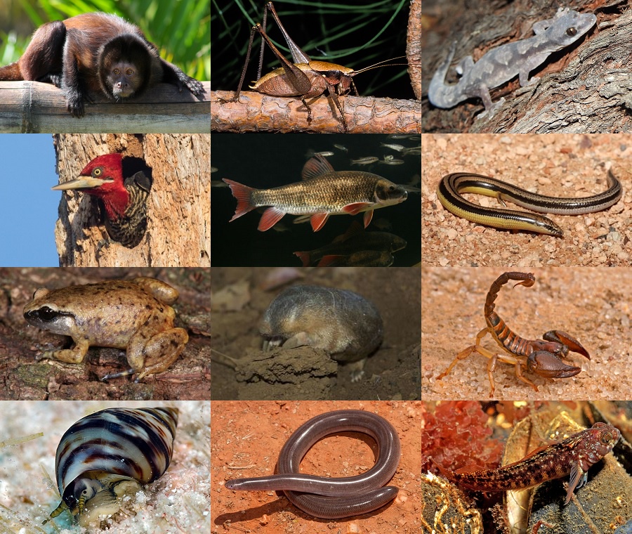 Find the Robust Animals Quiz - By alvir28