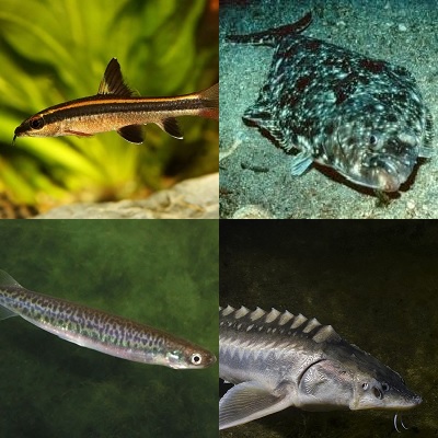 Fish Beginning with Fish (3) Quiz - By Flick