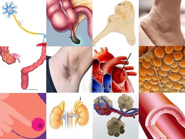 'A' Body Parts Quiz - By Flick