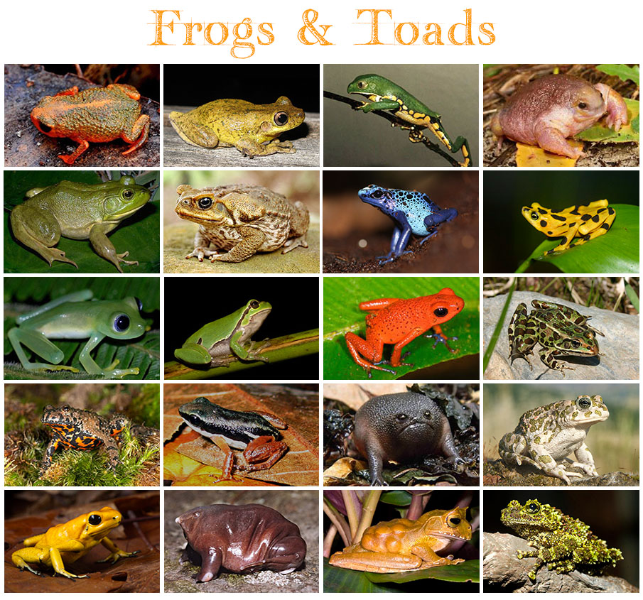 Animals Frogs and Toads Quiz By kfastic