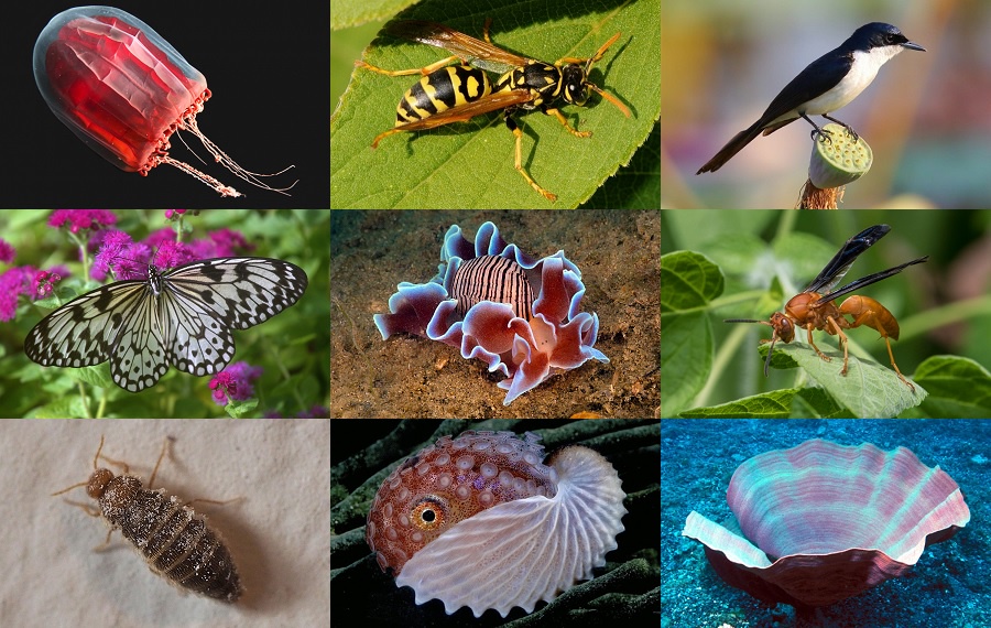 Find the Paper Animals Quiz - By alvir28