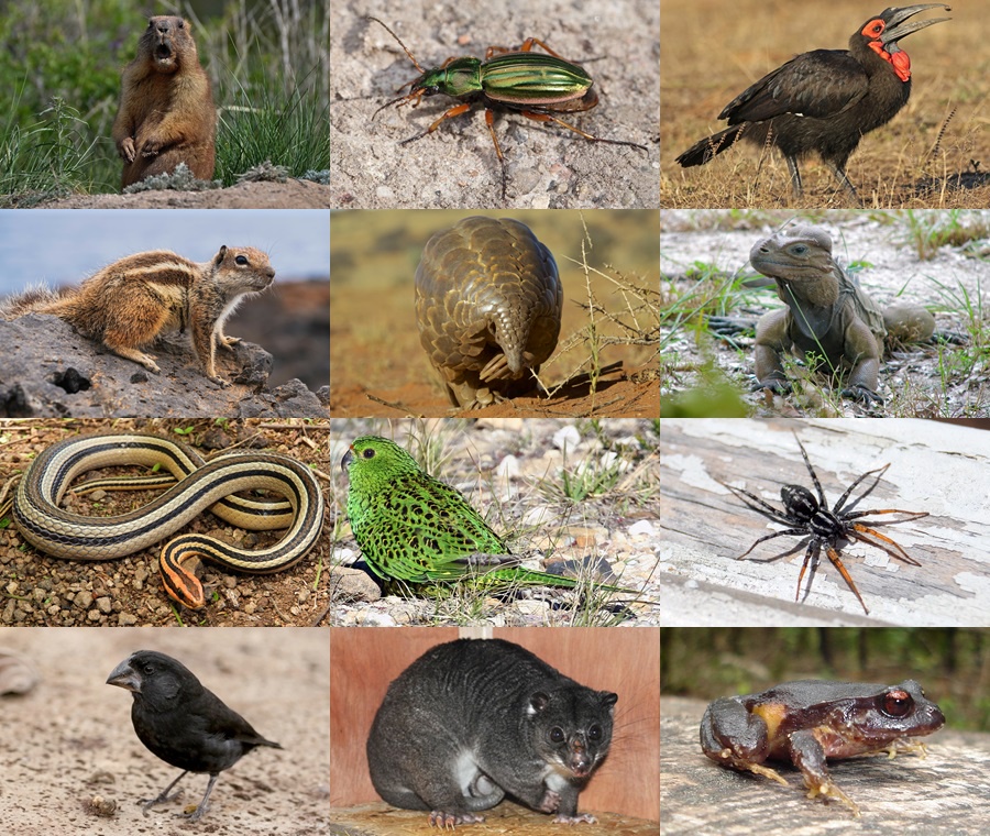 Find the Ground Animals Quiz - By alvir28