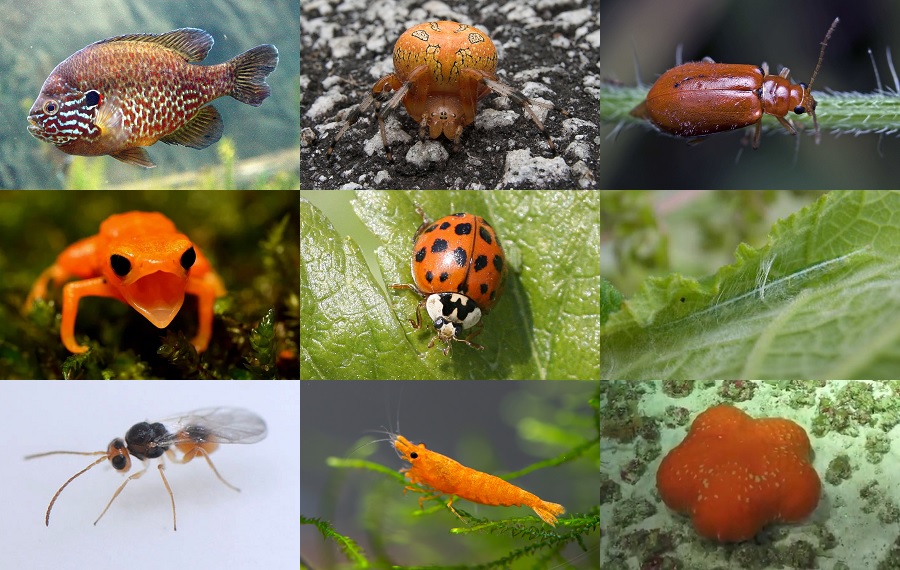 Find the Pumpkin Animals Quiz - By alvir28