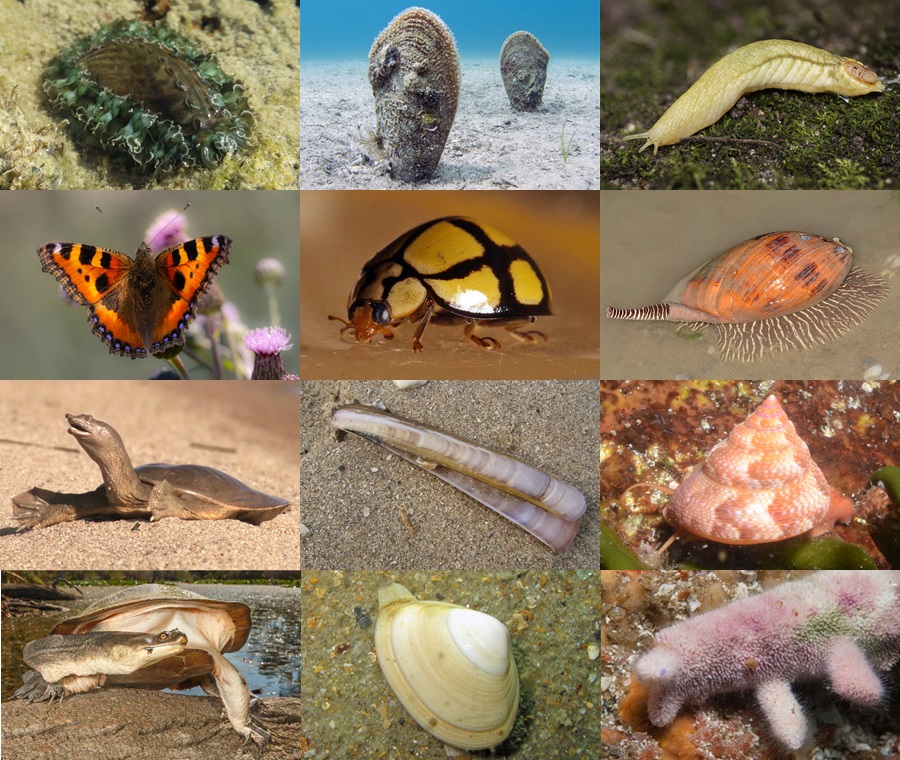Find the Shell Animals Quiz - By alvir28