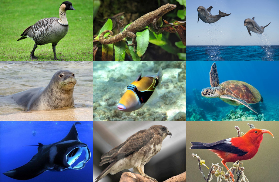Hawaii's Native Animals Quiz By nibperrychub