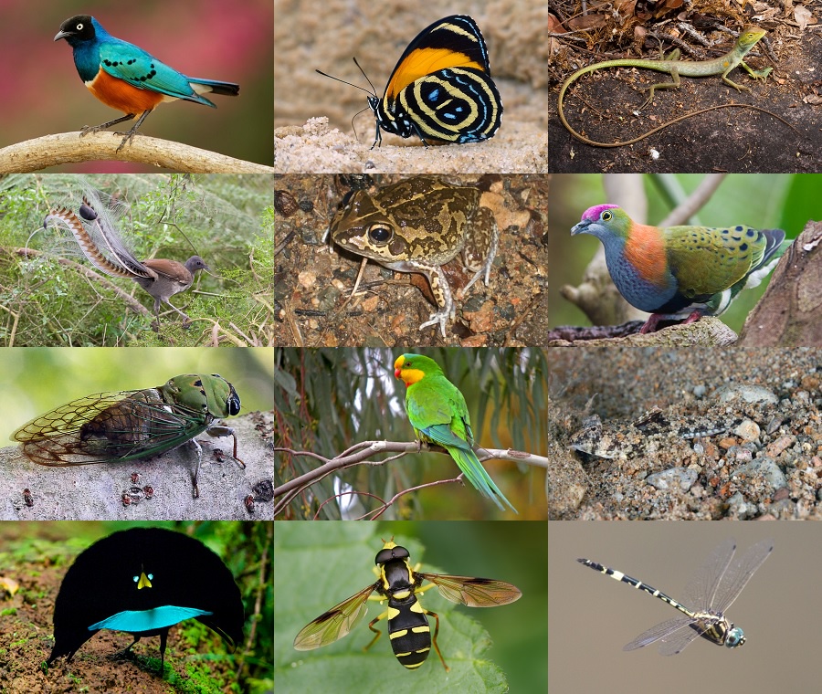 Find the Superb Animals Quiz - By alvir28