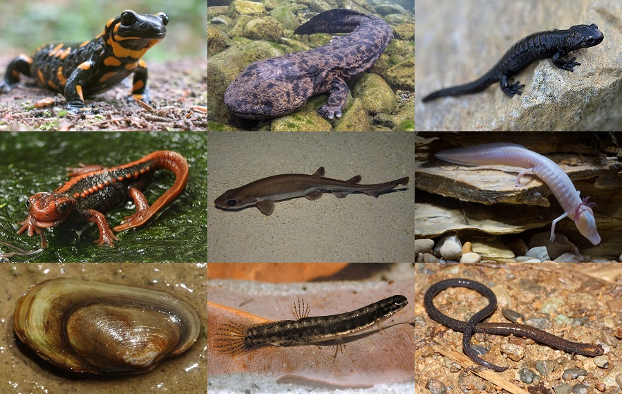 Find the Salamander Animals Quiz By alvir28