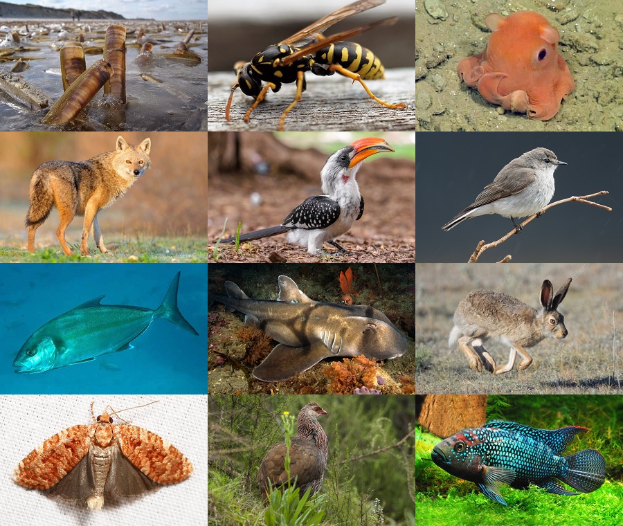 Find the Jack Animals II Quiz - By alvir28