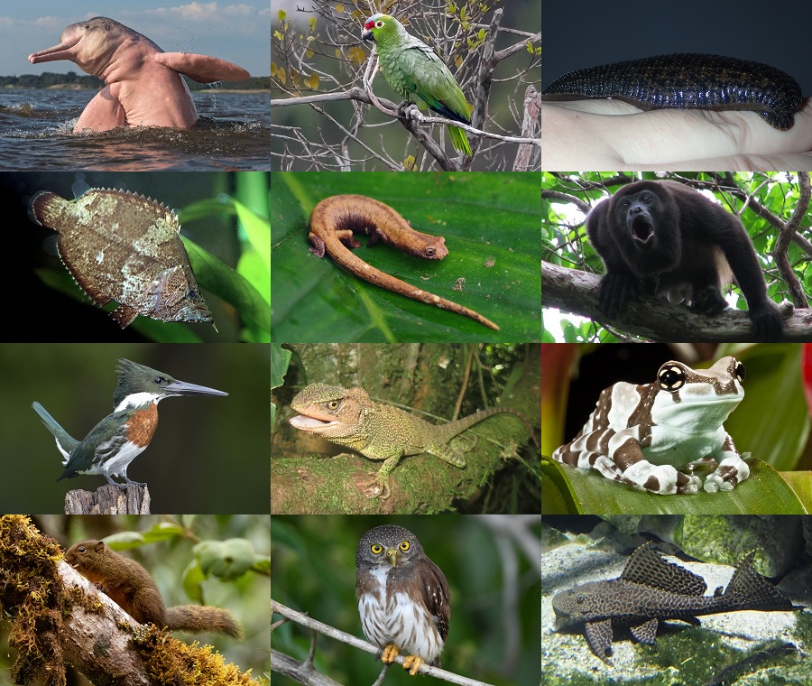 Find the Amazon Animals Quiz - By alvir28