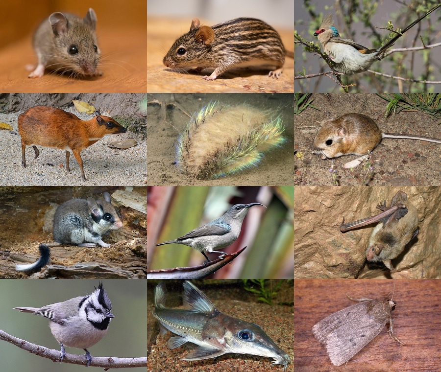 Find the Mouse Animals II Quiz - By alvir28
