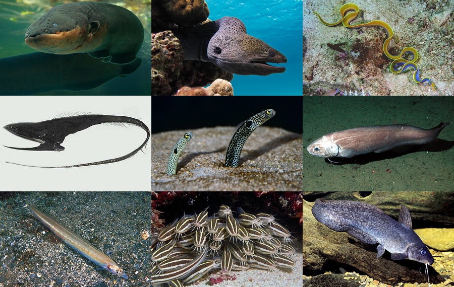 Find the Eel Animals Quiz - By alvir28