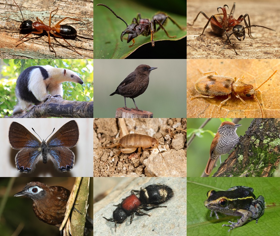 Find the Ant Animals II Quiz - By alvir28