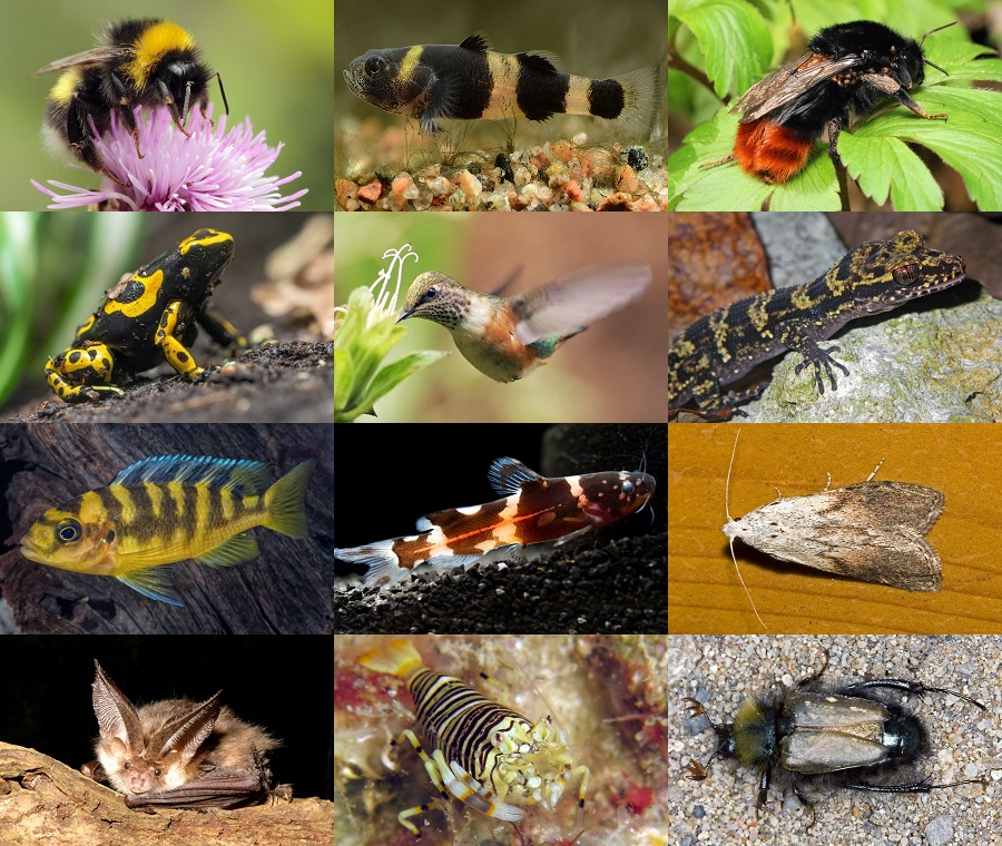 Find the Bumblebee Animals Quiz - By alvir28