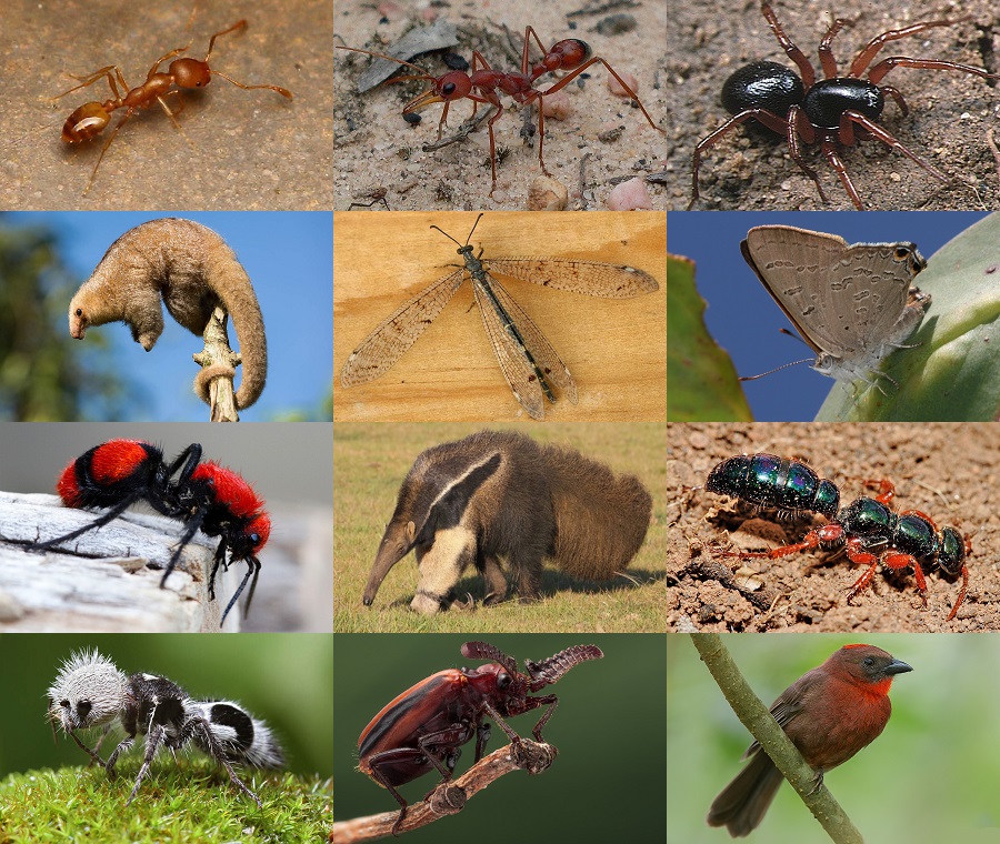 Find the Ant Animals Quiz - By alvir28