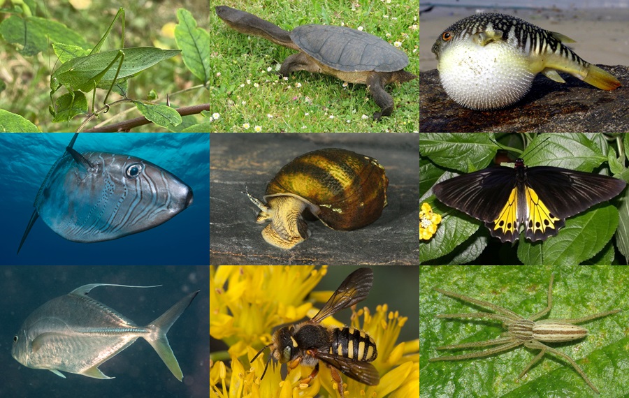 Find the Oblong Animals Quiz - By alvir28