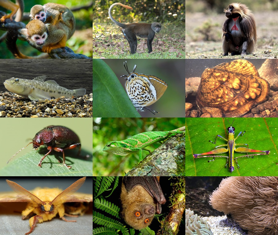 Find the Monkey Animals II Quiz - By alvir28